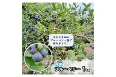 【おひさま畑のブルーベリー園】 冷凍ブルーベリー 1kg（500g×2袋） 八街市 ブルーベリー 果物 フルーツ ブルーベリー冷凍 ブルーベリー大粒