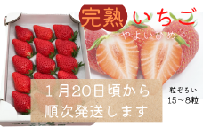 ※1月20日～順次発送※【粒ぞろい】立花苺園の完熟やよいひめ