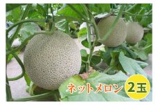 印西の特産品 ネットメロン 2玉｜メロン フルーツ 果物 ギフト 旬 [0501]