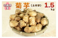 印西市産 菊芋 (土付き)1.5kg｜キクイモ きくいも イヌリン 血糖値 健康 [0468]