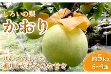 【今秋収穫分】梨 かおり 5kg 6～9玉 予約受付 しろいの梨 希少品種 農産物直売所やおぱぁく