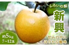 【今秋収穫収穫分】梨 新興 5kg 7～12玉 予約受付 しろいの梨 農産物直売所やおぱぁく
