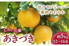 【今秋収穫分】しろいの梨 あきづき 5kg 12～16玉 予約受付 