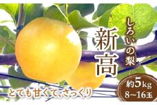 【今夏収穫分】梨 新高 5kg 8～16玉 しろいの梨 白井中央梨選果場組合 予約受付