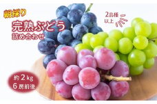 【8/5まで受付】ぶどう詰め合わせ 2kg 予約受付 シャインマスカット 巨峰 ベニバラード ブラックビート クィーンニーナ など