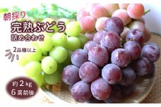【7/31まで受付】ぶどう詰め合わせ 2kg 予約受付 シャインマスカット 安芸クイーン 巨峰 など