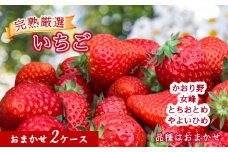 ～品種おまかせ～ 厳選完熟いちご 2ケース とちおとめ やよいひめ かおり野 女峰 イチゴ 苺 完熟 フルーツ 果物 ストロベリー 旬 贈答用 プレゼント いちご イチゴ