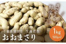【先行予約】【2025年8月下旬より発送予定！】富里産 生落花生「おおまさり」500g×2パック 【 ふるさと納税 人気 おすすめ ランキング 生落花生 生らっかせい 生ピーナッツ 生ピーナツ 採れたて 産地直送 千葉県 富里市 送料無料 】TME012