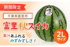 【期間限定】富里秋スイカ ２L １玉  / すいか スイカ 西瓜 千葉県 富里市 果物 フルーツ 採れたて とれたて 産地直送 農家直送 千葉県産 ちば 千葉すいか 千葉スイカ 富里 富里すいか 富里スイカ 甘い あまい 美味しい おいしい 大玉 大玉すいか 大玉スイカ TMF012 