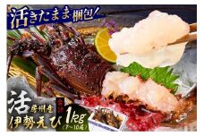 房州産伊勢えび(房州海老)総量 1kg【おがくず梱包】 mi0020-0001 魚介 海鮮 お祝い ギフト プレゼント 天然 海老 エビ 刺身 千葉 キャンプ BBQ バーベキュー