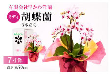 ミディ胡蝶蘭３本立 mi0013-0003 【花 観葉植物 7寸鉢 お祝い ギフト 贈答】