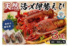 【天然】甘み凝縮！活〆冷凍伊勢海老900ｇ以上（300ｇ×3尾） mi0020-0003 伊勢海老 伊勢エビ 伊勢 海老 エビ えび魚介 海鮮 お祝い ギフト プレゼント 天然 刺身 千葉 キャンプ BBQ バーベキュー 冷凍