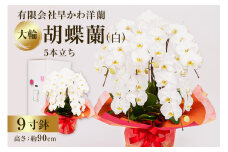 大輪胡蝶蘭白５本立 mi0013-0004 【花 ギフト 胡蝶蘭 大輪 豪華 観葉植物 花持ち お祝い 】