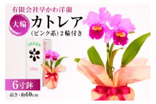 大輪カトレアピンク系　2輪付き mi0013-0002 【花 観葉植物 6寸鉢 洋ラン お祝い ギフト 贈答】