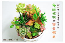 多肉植物の寄せ植え mi0034-0001
