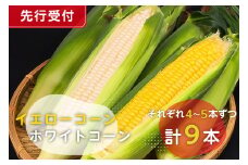 【先行受付 2025年6月中旬～7月下旬発送予定】トウモロコシ（イエローコーン、ホワイトコーンそれぞれ4～5本ずつ）計9本 mi0044-0001 【とうもろこし 野菜 コーン 新鮮 朝採れ】