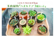 多肉植物「ハオルチア 3種セット」 mi0034-0002