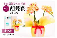 ミディ胡蝶蘭２本立 mi0013-0001 【花 観葉植物 4寸鉢 コンパクトサイズ お祝い ギフト 贈答】