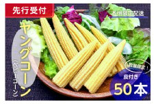 【先行受付 2025年6月上旬～7月中旬発送予定】数量限定！ヤングコーン(ベビーコーン）50本 mi0044-0003【とうもろこし 野菜 コーン 新鮮 数量限定】