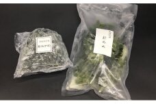 千葉県産わかめ190gとめめ150g mi0022-0024