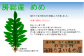 房総産　めめ