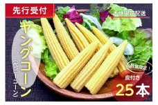 【先行受付 2025年6月上旬～7月中旬発送予定】数量限定！ヤングコーン(ベビーコーン）25本 mi0044-0002【とうもろこし 野菜 コーン 新鮮 数量限定】