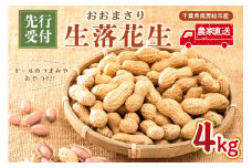【先行受付 2025年9月中旬～11月中旬発送予定】『おおまさり 生落花生 4kg』農家直送！ mi0039-0007【落花生 ピーナッツ 殻付き 千葉 おつまみ 大粒】