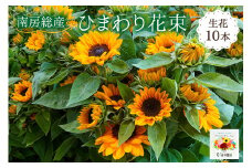 南房総産 生花（ひまわり）花束 10本 mi0070-0001