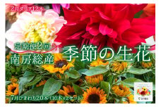 南房総産季節の生花2回定期便（2月：ダリア12本、7月：ひまわり20本） mi0070-0004