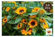 南房総産 生花（ひまわり）花束 20本 mi0070-0002
