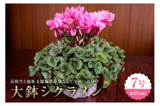 【思いやり型返礼品】《先行予約　数量限定　季節限定》高校生と福祉支援施設が協力して全国へお届けする　たくさんの愛が詰まった大鉢シクラメン (発送予定：2024年11月下旬～2024年12月上旬) mi0049-0001