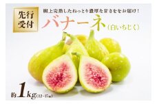 【先行受付　2024年8月よりお届け】『イチジク バナーネ（ロングドゥート）12～15個入り』樹上で完熟したネットリ濃厚な甘さをお届け♪ mi0039-0001
