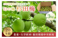 日本古来の貴重品種「幻の梅 杉田梅」　朝採れ生梅3kg mi0080-0001 【果実 果物 生梅 梅干し 梅酒 梅ジュース 梅ジャム】