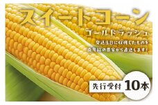 【先行受付 2025年6月下旬～7月中旬発送予定】『トウモロコシスイートコーン（ゴールドラッシュ） 10本』発送当日に収穫したものを南房総の農家から直送します！ mi0039-0020 【朝採れ 新鮮 生 野菜 トウモロコシ】