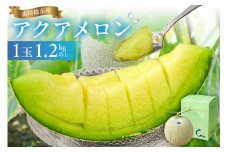【通常発送】南房総市産アクアメロン（マスクメロン）1個 mi0018-0001【メロン 青肉 ギフト 贈答 プレゼント フルーツ 果物】