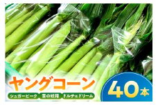 【千葉県産】ヤングコーン40本 mi0113-0001 【野菜 旬 皮付き 生ヤングコーン ベビーコーン とうもろこし】