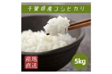 米 コシヒカリ 5kg ／ 匝瑳市産 お米 こめ コメ 白米 精米 千葉県
