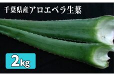 アロエベラ生葉2kg ／ 野菜 スーパーフード 栽培期間中農薬不使用 千葉県 特産品