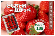 産地直送　匝瑳市産いちご　15粒入り×1箱 ／ いちご 苺 イチゴ ストロベリー とちおとめ 紅ほっぺ 果物 フルーツ 産地直送