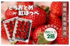 産地直送　匝瑳市産いちご　15粒入り×2箱 ／ いちご 苺 イチゴ ストロベリー とちおとめ 紅ほっぺ 果物 フルーツ 産地直送