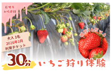 山崎農園いちご狩り　1名分チケット（2026年2月実施分） ／ いちご 苺 イチゴ ストロベリー いちご狩り イチゴ狩り 苺狩り フルーツ狩り 体験 チケット とちおとめ 紅ほっぺ 果物 フルーツ