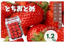 山崎農園のいちご　「とちおとめ」　1.2kg ／ いちご 苺 イチゴ ストロベリー とちおとめ 果物 フルーツ