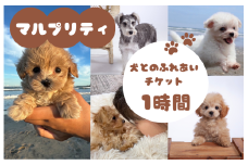 マルプリティ　犬とのふれあいチケット　1時間 ／ 犬 マルプー ミックス犬 犬貸し出し 犬レンタル レンタルドッグ レンタルペット ペットレンタル 犬と散歩 散歩