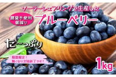 【千葉県香取市産】農薬不使用　生ブルーベリー1kg　夏季限定 / KTRCQ001 / ブルーベリー 生ブルーベリー 果物 フルーツ