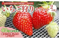 【先行予約】【12月上旬から発送】いちご狩りチケット（2名様分） いちご イチゴ 苺 イチゴ狩り いちご狩り体験 チケット 利用券 千葉県 山武市 SMQ001