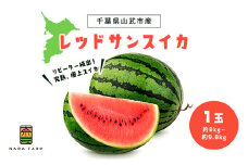 レッドサンスイカ（約8kg～約9.8kg×1玉）【 ふるさと納税 人気 おすすめ ランキング レッドサン スイカ 西瓜 すいか 西瓜 果物 フルーツ 国産 産地直送 甘い 野菜 千葉県 山武市 送料無料 】 SMAF001