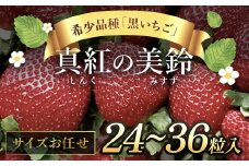 希少品種 黒いちご 真紅の美鈴 サイズお任せ 24粒～36粒 SMAN014