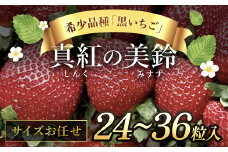 【先行予約】【2025年12月中旬より順次発送】希少品種 黒いちご 真紅の美鈴 サイズお任せ 24粒～36粒 SMAN014
