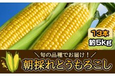 【先行受付2025年7月発送】朝採れとうもろこし 約5kg 13本 旬の品種でお届け！／ふるさと納税 とうもろこし トウモロコシ 朝採れ 千葉県 山武市 SMBQ001