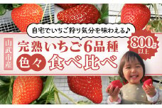 【2025年1月より順次発送！】自宅でいちご狩り気分! 完熟いちご6品種食べ比べセット 800g以上 ／いちご イチゴ 苺 果物 くだもの フルーツ 旬のくだもの 季節のフルーツ 食べ比べ 詰め合わせ セット 希少品種  千葉県 山武市 SMB002